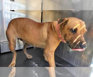 Rhodesian Ridgeback-Unknown Mix Dogs for adoption in San Antonio, TX, USA