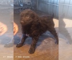 Small Photo #9 Aussiedoodle Puppy For Sale in BRIGHTON, CO, USA