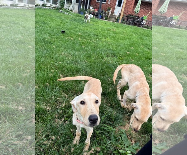 Medium Photo #7 Labrador Retriever-Unknown Mix Puppy For Sale in Germantown, OH, USA