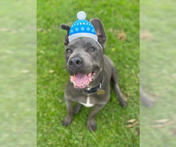 Medium Photo #9 American Pit Bull Terrier-Unknown Mix Puppy For Sale in Ventura, CA, USA