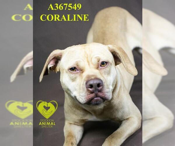 Medium Photo #2 Mutt Puppy For Sale in Stockton, CA, USA