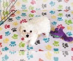 Small #7 Maltipoo (Toy)