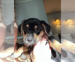 Small #1 Chihuahua Mix