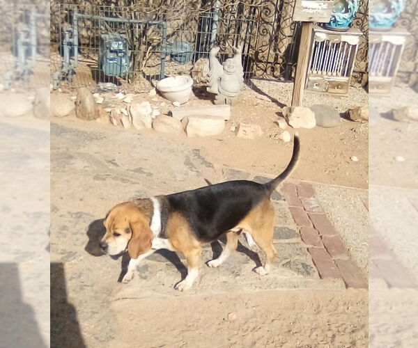 Medium Photo #8 Puggle Puppy For Sale in Apple Valley, CA, USA