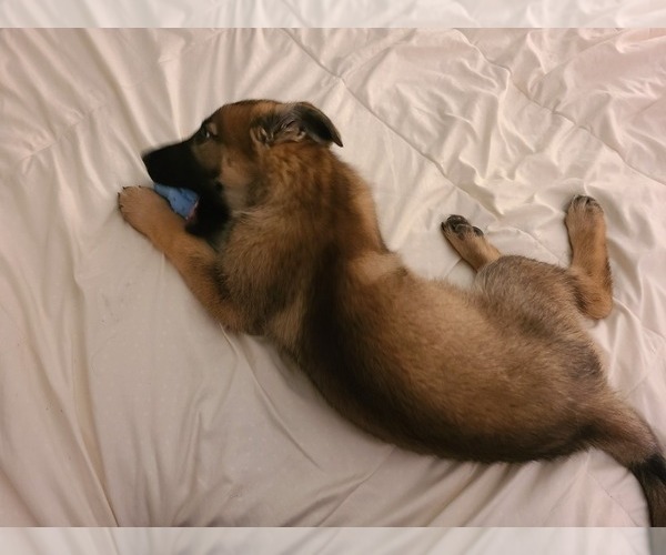Medium Photo #4 German Shepherd Dog Puppy For Sale in MONTREAL, MO, USA