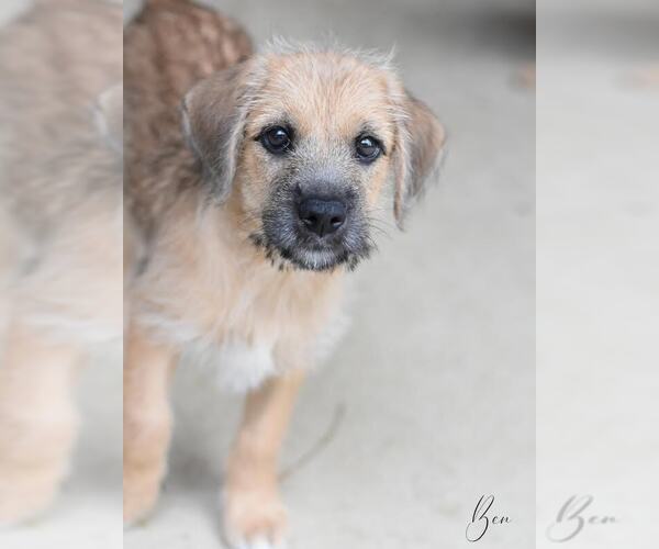Medium Photo #4 Unknown-Wheaten Terrier Mix Puppy For Sale in Brewster, NY, USA
