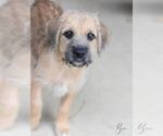 Small #3 Wheaten Terrier Mix