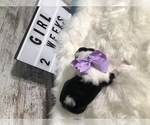 Small Photo #2 Sheepadoodle Puppy For Sale in NIXA, MO, USA