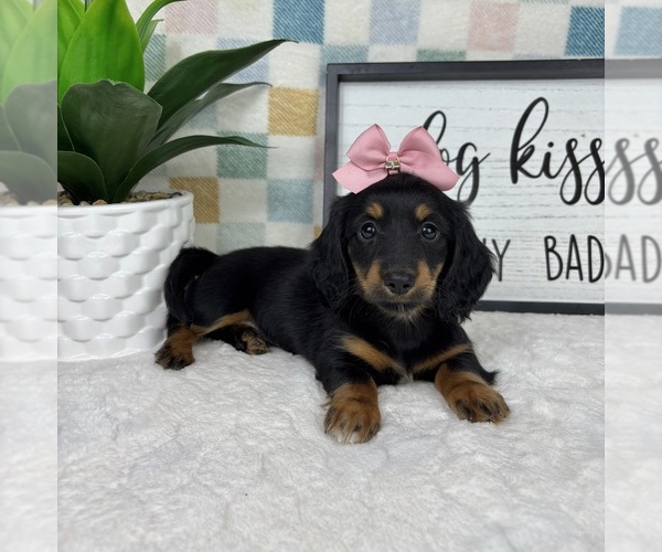 Medium Photo #2 Dachshund Puppy For Sale in FRANKLIN, IN, USA