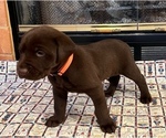 Small Photo #9 Labrador Retriever Puppy For Sale in SCOTT, LA, USA