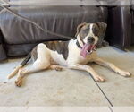 Small #4 Lab-Pointer