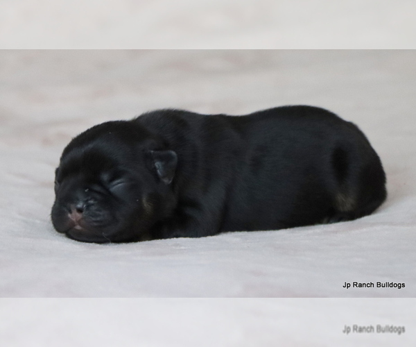 Medium Photo #24 French Bulldog Puppy For Sale in WINNSBORO, TX, USA