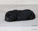 Small Photo #24 French Bulldog Puppy For Sale in WINNSBORO, TX, USA