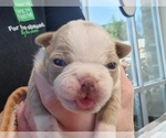 Puppy Lucy Boston Terrier