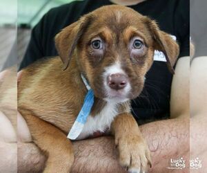 Australian Shepherd-Unknown Mix Dogs for adoption in Washington, DC, USA