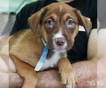 Small Australian Shepherd Mix