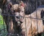 Small #8 Cane Corso