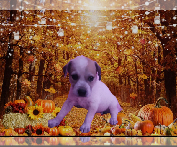 Medium Photo #3 Labrador Retriever-Unknown Mix Puppy For Sale in Jefferson, NJ, USA