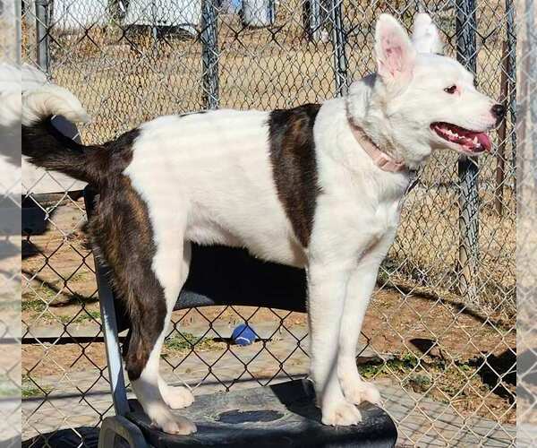 Medium Photo #2 Australian Shepherd Puppy For Sale in Amarillo, TX, USA