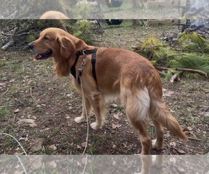 Father of the Golden Pyrenees puppies born on 05/17/2026