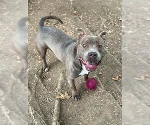 American Pit Bull Terrier Dogs for adoption in Riverside, CA, USA