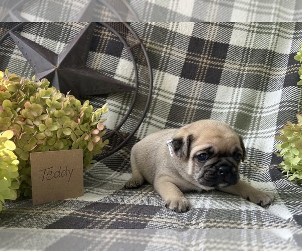 Medium Photo #4 Puggle Puppy For Sale in ELKTON, VA, USA