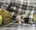 Small #3 Puggle