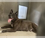 Small German Shepherd Dog Mix