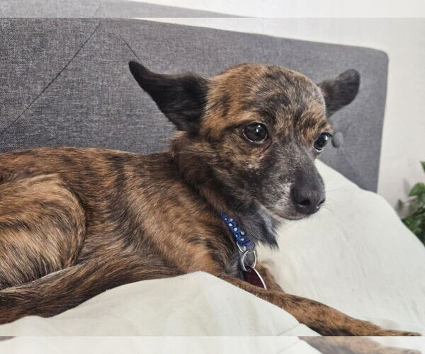 Medium Photo #4 Chihuahua-Unknown Mix Puppy For Sale in Tempe , AZ, USA