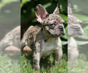 French Bulldog Puppy for sale in MATTHEWS, NC, USA