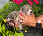 Puppy Red Collar American Bully