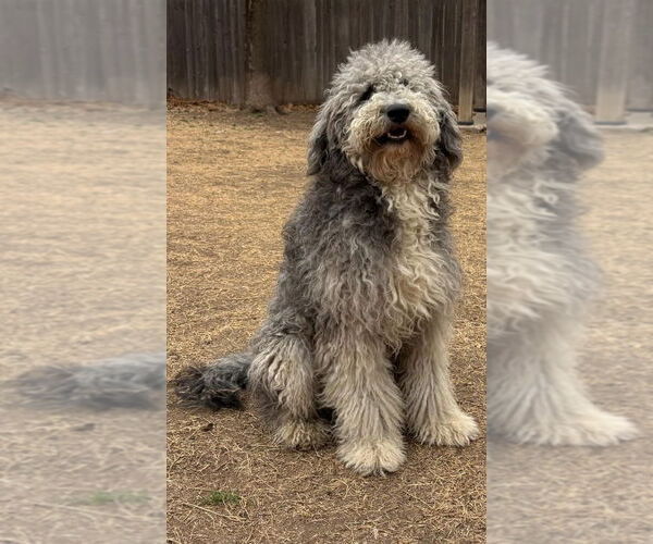 Medium Photo #1 Portuguese Water Dog-Unknown Mix Puppy For Sale in Great Bend, KS, USA