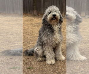 Portuguese Water Dog-Unknown Mix Dogs for adoption in Great Bend, KS, USA