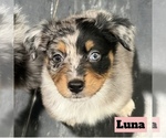 Small Photo #21 Australian Shepherd Puppy For Sale in NEW BRAUNFELS, TX, USA