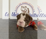 Small Photo #1 English Bulldog Puppy For Sale in CENTERVILLE, OH, USA