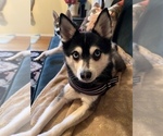Small Photo #1 Alaskan Klee Kai Puppy For Sale in BELLINGHAM, WA, USA