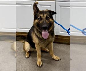 German Shepherd Dog Dogs for adoption in Forestville, MD, USA