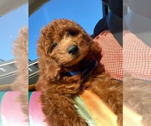 Goldendoodle (Miniature) Puppy for Sale in REDWOOD FALLS, Minnesota USA