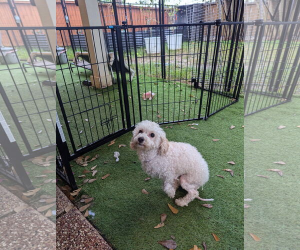 Medium Photo #1 Poodle (Miniature)-Unknown Mix Puppy For Sale in Spring, TX, USA