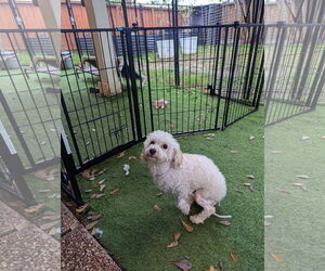Poodle (Miniature)-Unknown Mix Dogs for adoption in Spring, TX, USA
