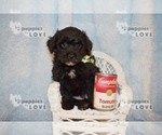 Small Photo #17 Australian Shepherd-Poodle (Toy) Mix Puppy For Sale in SANGER, TX, USA