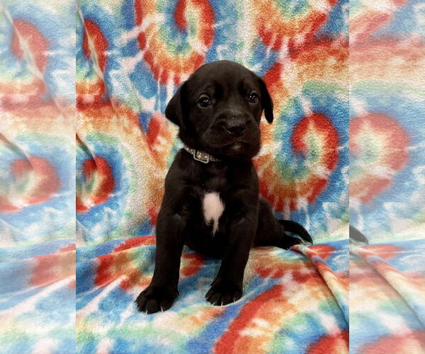 Medium Photo #2 Labrador Retriever-Unknown Mix Puppy For Sale in Duluth, MN, USA