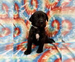 Small #1 Labrador Retriever Mix