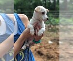 Small #3 Chihuahua Mix