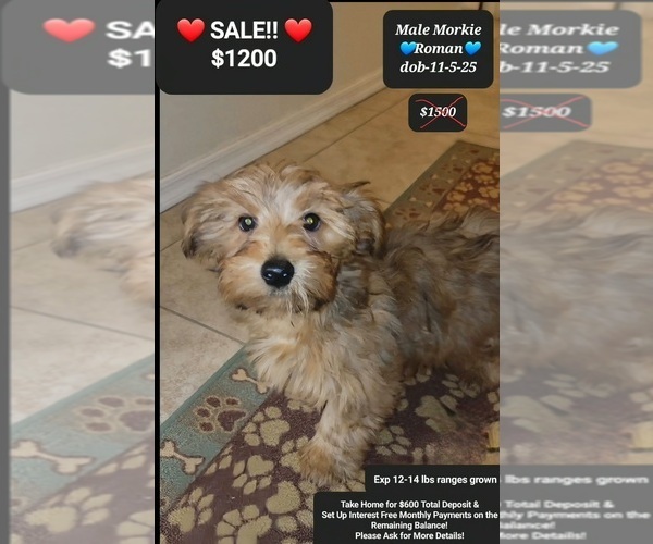 Medium Photo #1 Morkie Puppy For Sale in TUCSON, AZ, USA