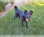 Small #1 Labrador Retriever Mix