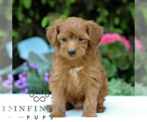 Goldendoodle (Miniature) Puppy for sale in EAST EARL, PA, USA