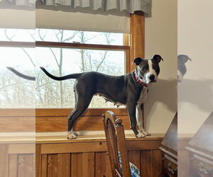Angela - Female American Pit Bull Terrier Dog for Adoption - Photo #28
