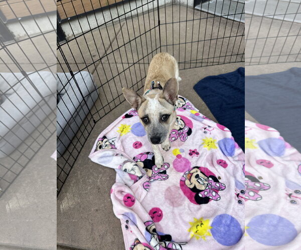 Medium Photo #9 Mutt Puppy For Sale in Bellevue, WA, USA