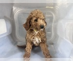 Small #10 Goldendoodle-Poodle (Miniature) Mix